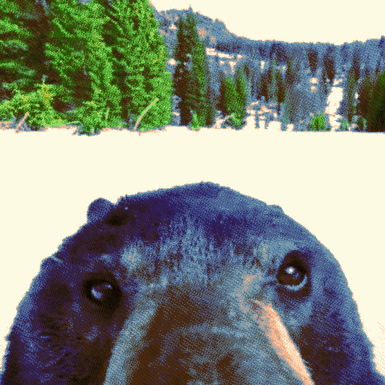 snouts